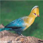 Knysna Loerie